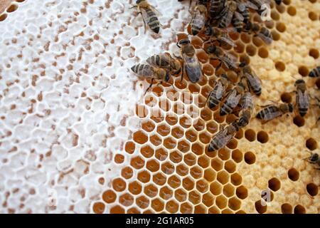 Honey bees on frame with bee brood and honey Stock Photo