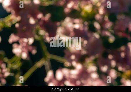 Pink bokeh abstract background, colorful glitter defocused from flower garden. Stock Photo