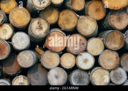 Stack of coconut tree trunks (Cocos nucifera), wood logs. Front view. Natural background. Stock Photo