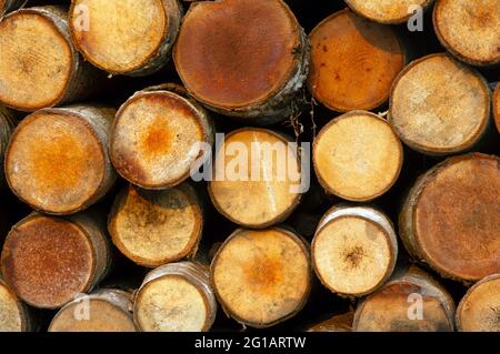 Stack of coconut tree trunks (Cocos nucifera), wood logs. Front view. Natural background. Stock Photo