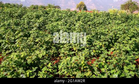 Wide angle view of Cape Gooseberry, Rasbhari,Physalis Peruviana, Peruvian Groundcherry plants with fruits growing in  agricultural farm ,