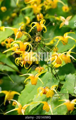 Evergreen Barrenwort Epimedium 'Amber Queen' Flower Close up Epimediums Orange Flowers Stock Photo