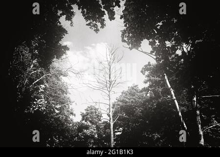 Lone dead tree in a small clearing on the beach in Poland in summer in a clearing. Tree-free area in the middle of a forest in the center. Stock Photo