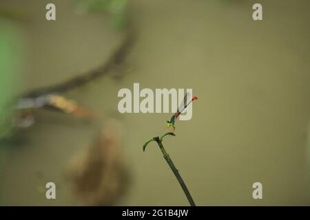 Small colorful grasshoppers are sitting on the grass Stock Photo