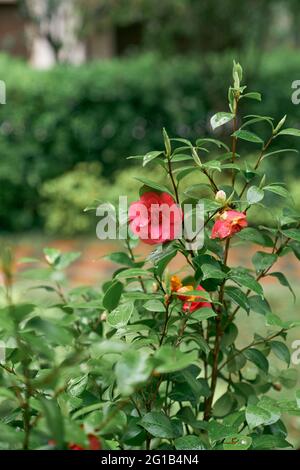 Red camellia flowers with raindrops on the green leaves Stock Photo