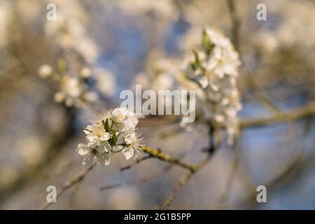 White blossoms on a European dwarf cherry tree Stock Photo