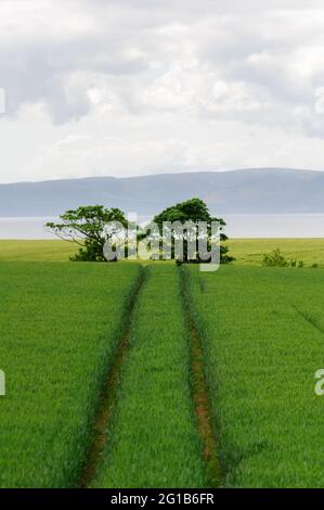 Portencross, Scotland, UK. 6th June 2021. UK Weather: Tractor tracks in a field of crops with the Isle of Arran in the background. Credit: Skully/Alamy Live News Stock Photo