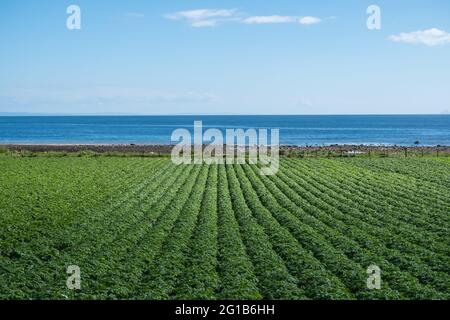Portencross, Scotland, UK. 6th June 2021. UK Weather: A field of crops next to the shoreline. Credit: Skully/Alamy Live News Stock Photo