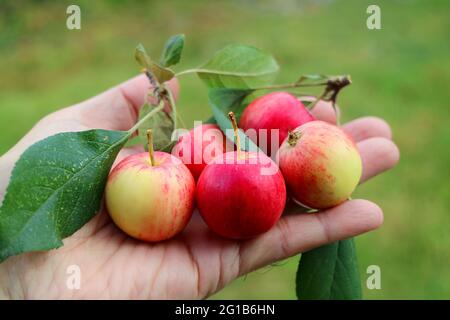 Heap of Tiny Fresh Ripe Crab Apple Fruits in Hand Stock Photo