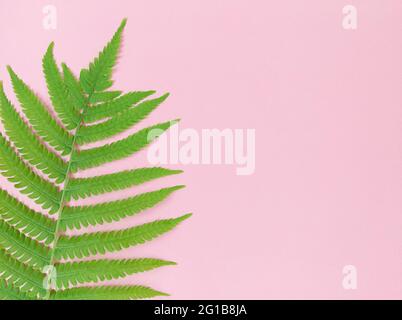 Green fern leaf on pink background with copy space. Stock Photo