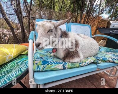 Goat in the backyard enjoying the couch, Patagonia, Arizona, U.S.A Stock Photo