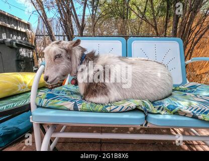 Goat in the backyard enjoying the couch, Patagonia, Arizona, U.S.A Stock Photo