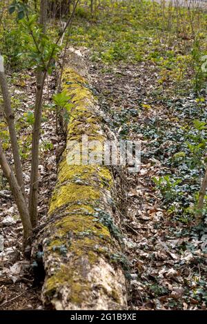 A fallen tree with moss in the forest in summer Stock Photo
