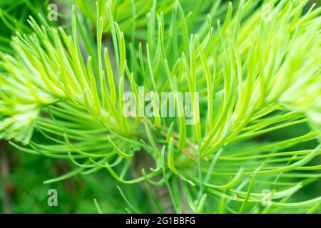 Macro shot green fir tree branch. Frame of evergreen pine needles. Pine tree branch close up. Christmas mockup with fir branches background.