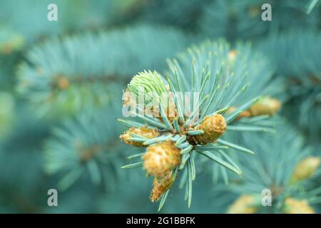 Macro shot green fir tree branch. Frame of evergreen pine needles. Pine tree branch close up. Christmas mockup with fir branches background.