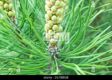 Macro shot green fir tree branch. Frame of evergreen pine needles. Pine tree branch close up. Christmas mockup with fir branches background.