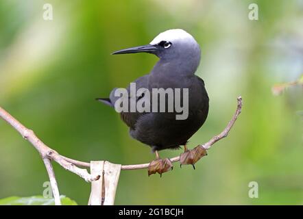 Black Noddy (Anous minutus minutus) adult perched on thin branch Lady Eliot Island, Queensland, Australia       February Stock Photo