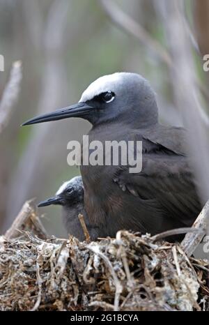 Black Noddy (Anous minutus minutus) close up of adult and chick on nest Lady Eliot Island, Queensland, Australia       February Stock Photo