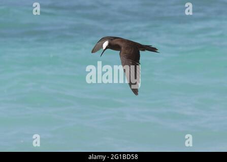 Black Noddy (Anous minutus minutus) adult in flight fishing Lady Eliot Island, Queensland, Australia       February Stock Photo
