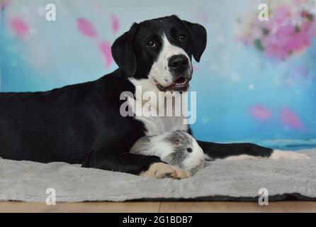 Dog, rabbit and guinea pig lie together on a blanket Stock Photo