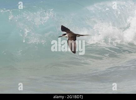 Bridled Tern (Onychoprion anaethetus anaethetus) adult in flight over breaking surf Lady Eliot Island, Queensland, Australia       February Stock Photo