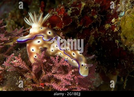 From above vibrant light brown nudibranch with purple spots crawling on coral reef in deep sea Stock Photo