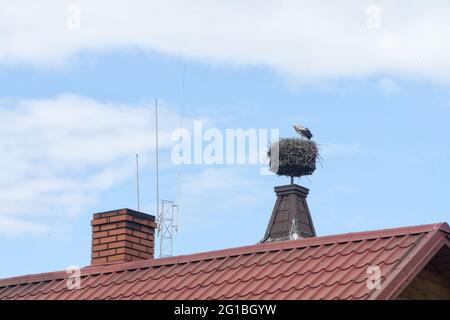 European white stork (Ciconia ciconia) stands on his big nest. The stork nest lies on a chimney or roof and is made of a lot of branches. Stock Photo