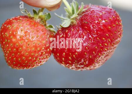 Cute and small round Strawberries - image Stock Photo