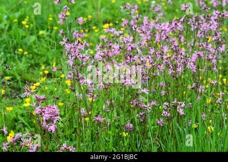 Silene flos-cuculi on the grass Stock Photo