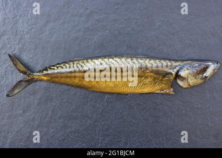 Atlantic mackerel (Scomber scombrus) Stock Photo