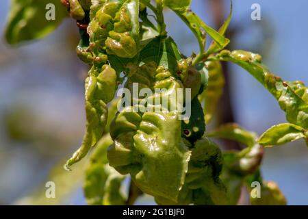 Sick peach leaves, twisted leaf from diseases and chemical burns of plant Stock Photo