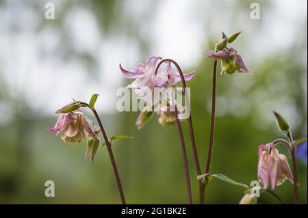 Columbine Wildflower or Aquilegia vulgaris growing in the Scottish Highlands Stock Photo