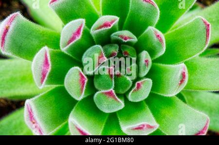 echeveria elegans plant close up Stock Photo