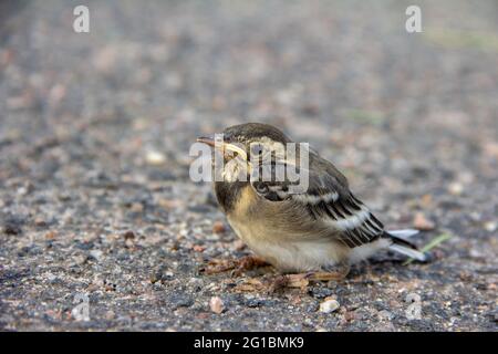 The nesting of wagtail on gray ground background. Stock Photo
