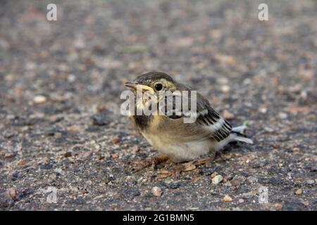 The nesting of wagtail on gray ground background. Stock Photo