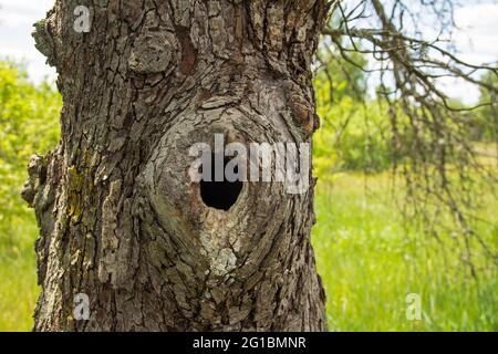 A bird's hollow in the trunk of an old large tree. Summer landscape on the background. Horizontal view. Stock Photo