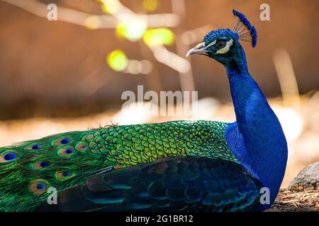 A portrait of a Peacock Stock Photo