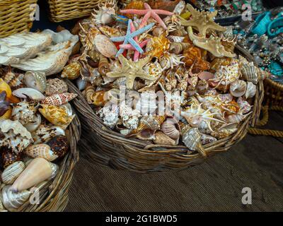 Seashells in a basket, starfish on the counter. Stock Photo