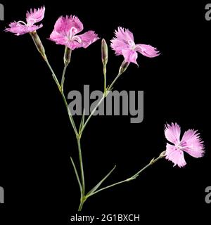 Pink flowers of carnation, lat. Dianthus deltoides, isolated on black background Stock Photo