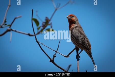 A house finch (Haemorhous mexicanus) perches on a branch in Woodland Hills, California USA Stock Photo