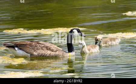 A Canada Goose and two goslings swim in the Malibu Lagoon during the summer algae bloom Stock Photo