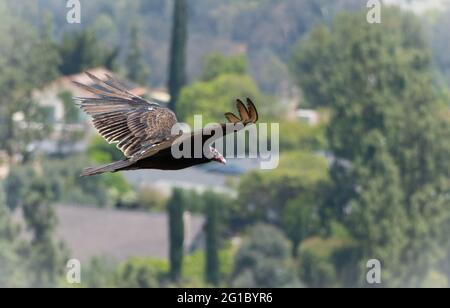 A turkey vulture (cathartes aura) flies over the San Fernando Valley in Los Angeles, California, USA Stock Photo