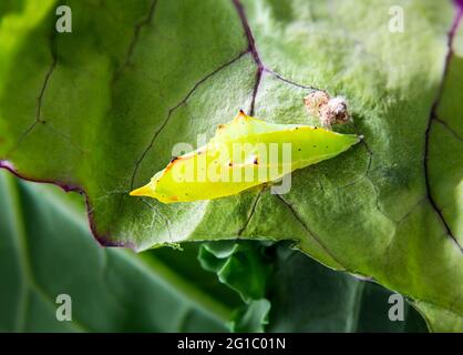 Cabbage white butterfly pupa on red russian kale leaf. Small jagged yellow green chrysalises in metamorphosing stage. Known as cabbage butterfly or Pi Stock Photo