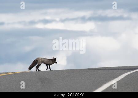 Landlocked small red fox mutated to grey fox / black fox / silver fox on San Juan Island crosses the road with open sky behind