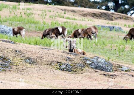 Wild Mouflon sheep horned rams graze on private Spieden Island, Washington State, USA originally imported for wild game hunting on the island Stock Photo