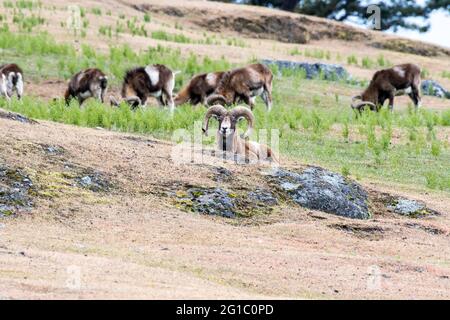 Wild Mouflon sheep horned rams graze on private Spieden Island, Washington State, USA originally imported for wild game hunting on the island Stock Photo