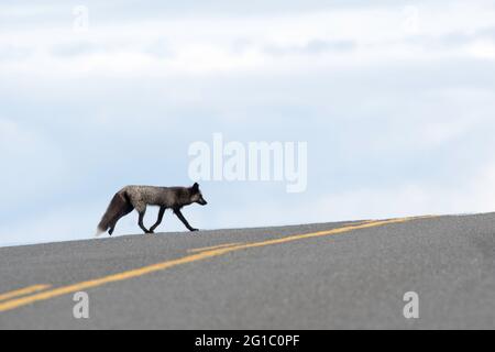Landlocked small red fox mutated to grey fox / black fox / silver fox on San Juan Island crosses the road with open sky behind