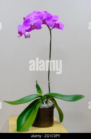 Beautiful pink blooms orchid in the pot Stock Photo