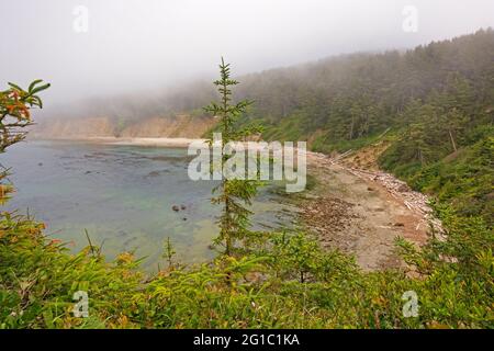 Fog and Forest on the Oregon Coast at Cape Arago State Park in Oregon Stock Photo