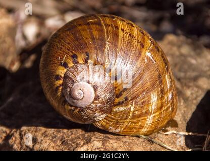 Close-up of Giant Panda Snail shell (Hedleyella falconeri) on a rock in a garden, Subtropical Queensland, Australia. Largest land snail in Australia. Stock Photo